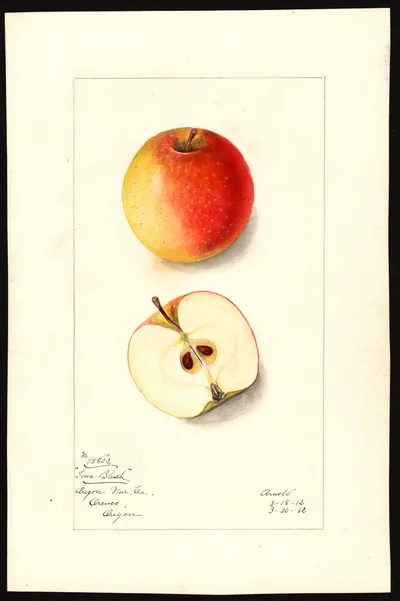 Watercolor of Iowa Blush