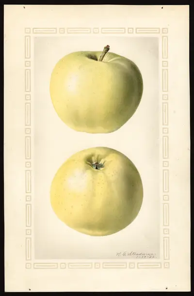 Watercolor of Vineuse Rouge