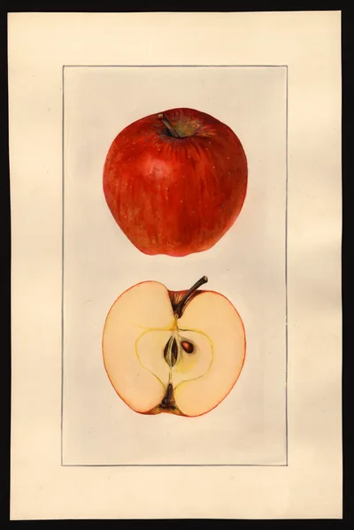 Watercolor of Delicious