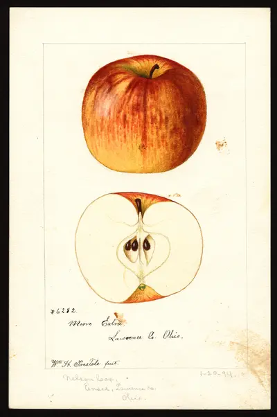 Watercolor of Moore's Extra