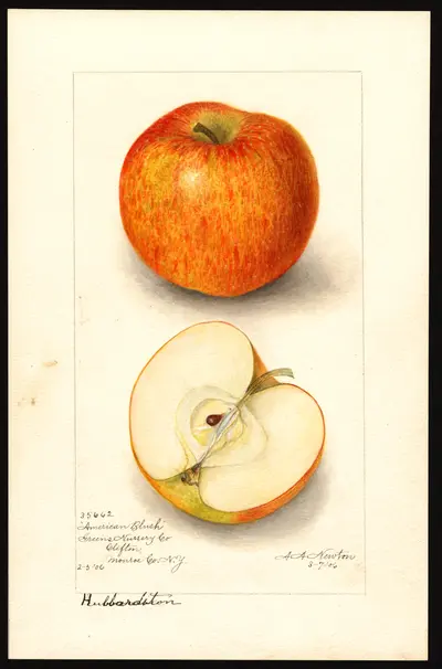 Watercolor of American Blush