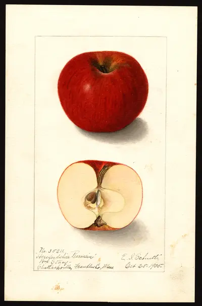 USDA watercolor illustration of Herefordshire