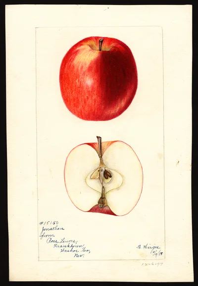 USDA watercolor illustration of Jonathan