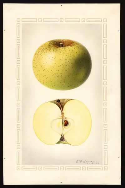 USDA watercolor illustration of Ohio Pippin