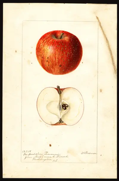 USDA watercolor illustration of Herefordshire