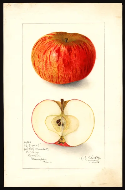 Watercolor of Hibernal