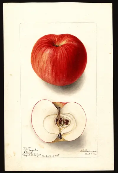 USDA watercolor illustration of Hiester