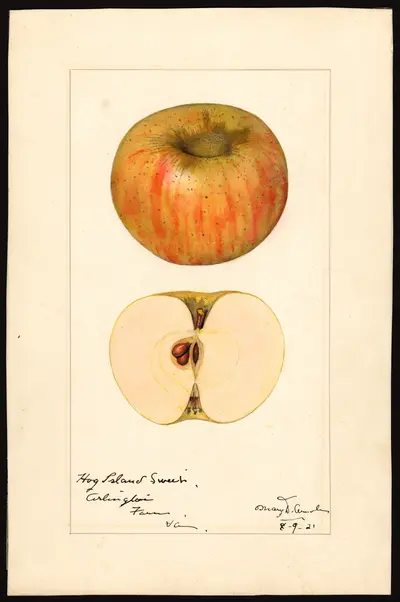 Watercolor of Hog Island Sweet