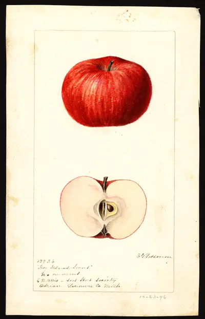 USDA watercolor illustration of Hog Island Sweet