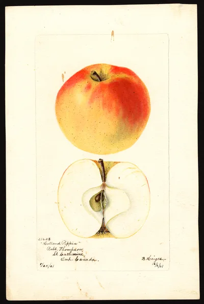 Watercolor of Holland Pippin