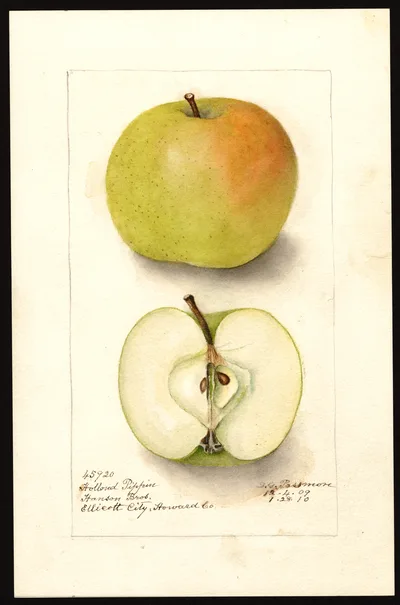 USDA watercolor illustration of Holland Pippin