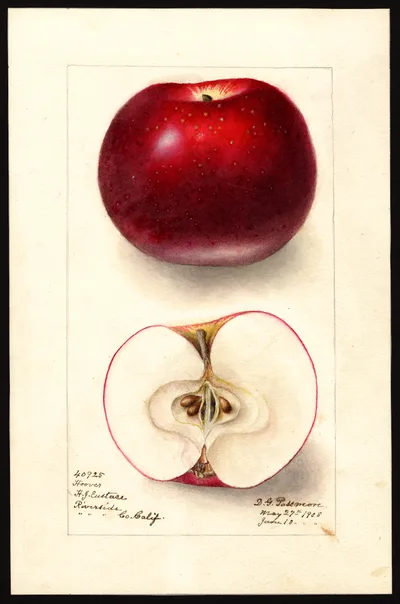 Watercolor of Hoover