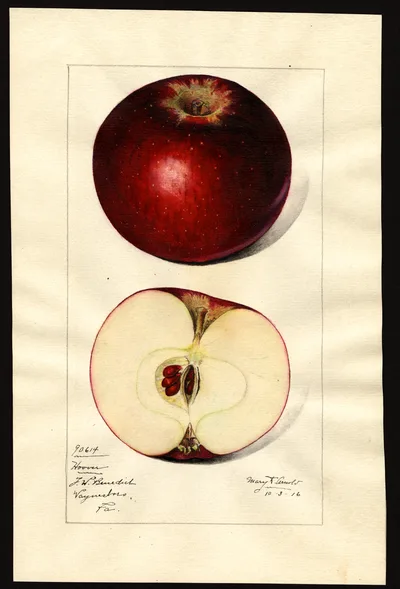 USDA watercolor illustration of Hoover