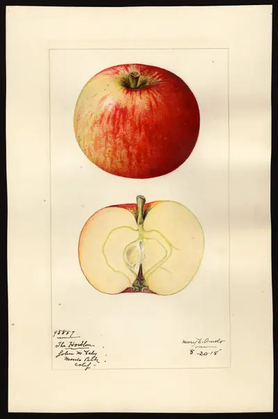 Watercolor of HOUBLON