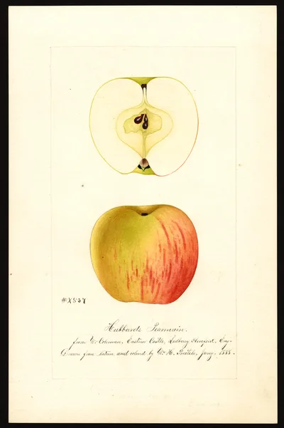 Watercolor of Hubbard's Pearmain