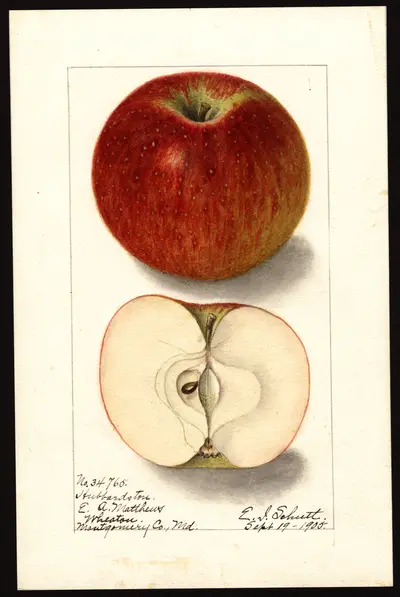 USDA watercolor illustration of Hubbardston