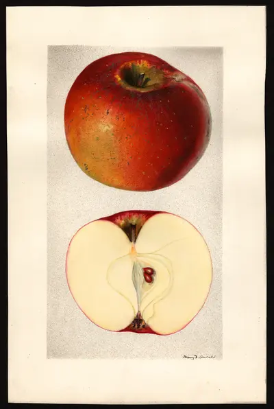 USDA watercolor illustration of Hubbardston