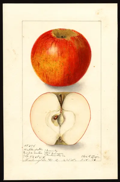 USDA watercolor illustration of Hubbardston