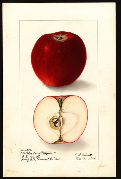 USDA watercolor illustration of Hubbardston