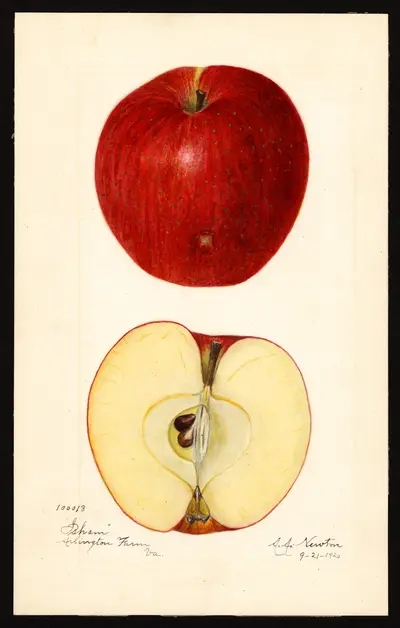 USDA watercolor illustration of Isham