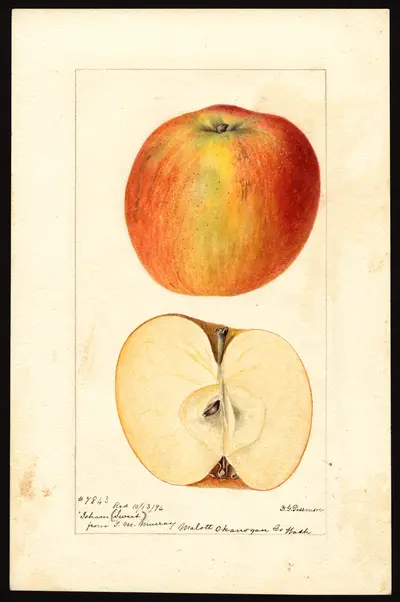 USDA watercolor illustration of Isham