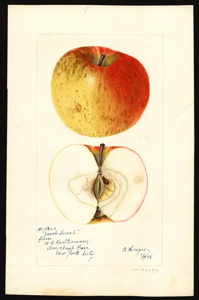 Watercolor of Jacobs Sweet