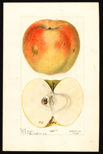 USDA watercolor illustration of Jacobs Sweet