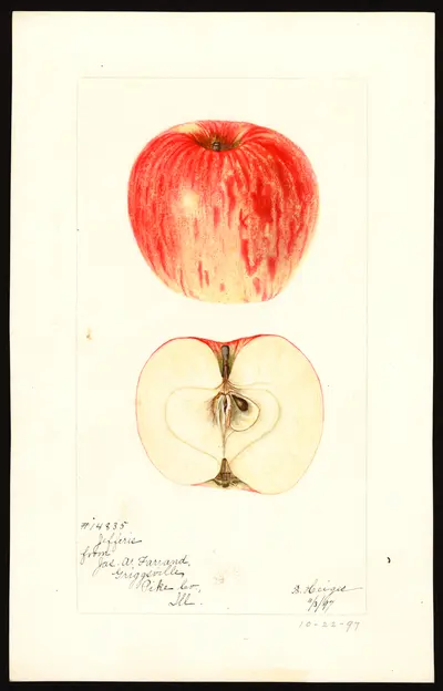 Watercolor of Jefferis