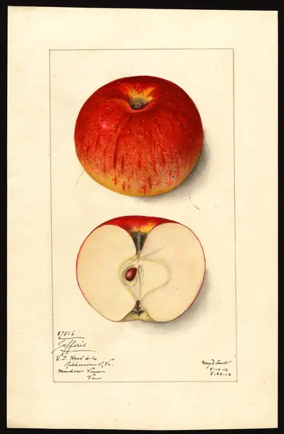 USDA watercolor illustration of Jefferis