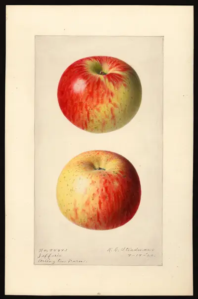 USDA watercolor illustration of Jefferis