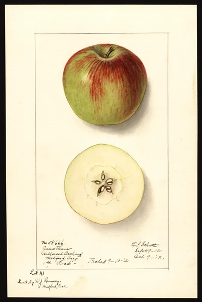 USDA watercolor illustration of Jonathan