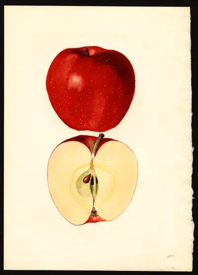 USDA watercolor illustration of Hubbardston