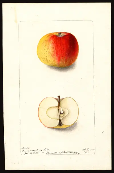 Watercolor of Ornament