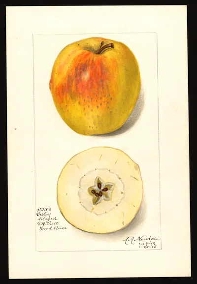 USDA watercolor illustration of Ortley