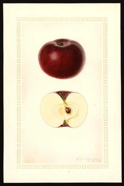 USDA watercolor illustration of Martin