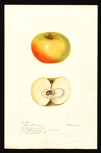 Watercolor of Mason's Stranger
