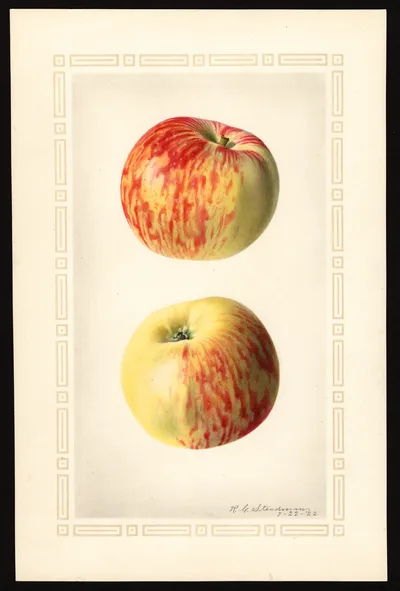 USDA watercolor illustration of Duchess of Oldenburg