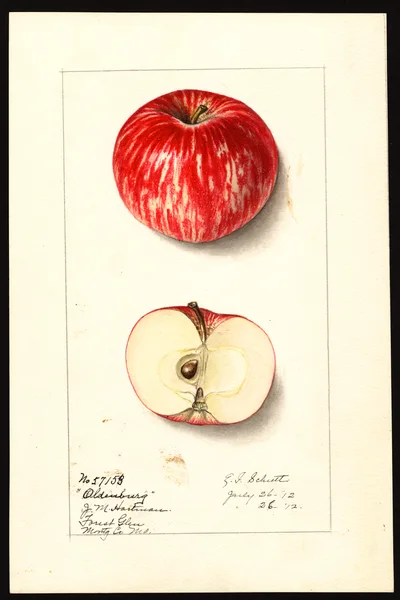 USDA watercolor illustration of Duchess of Oldenburg