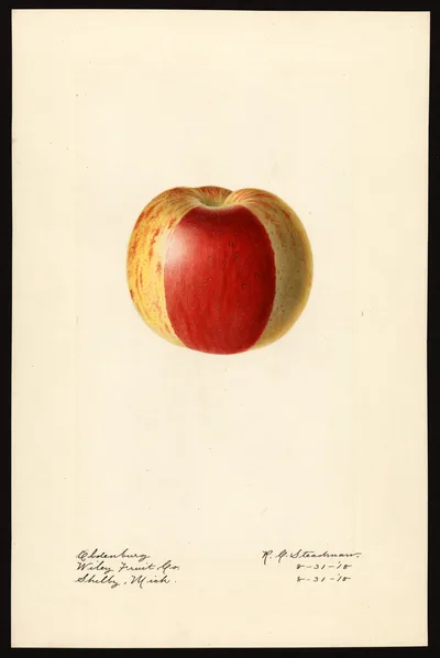 USDA watercolor illustration of Duchess of Oldenburg