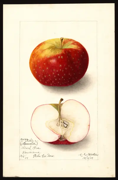 USDA watercolor illustration of Oliver