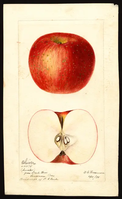 USDA watercolor illustration of Oliver