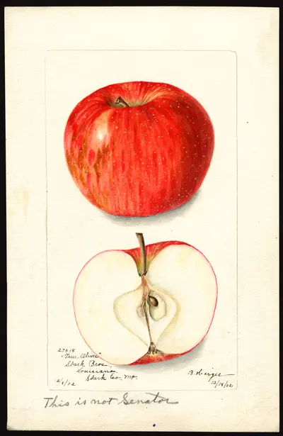 USDA watercolor illustration of Oliver