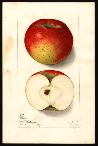 USDA watercolor illustration of Oliver