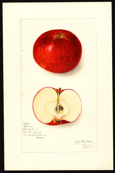 USDA watercolor illustration of Oliver