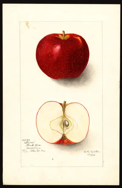 USDA watercolor illustration of Oliver