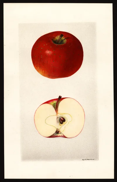 USDA watercolor illustration of Oliver