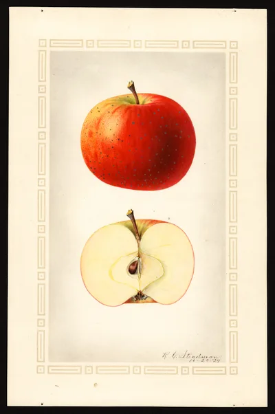 USDA watercolor illustration of Oliver