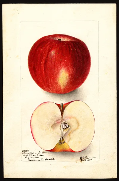 USDA watercolor illustration of Oliver