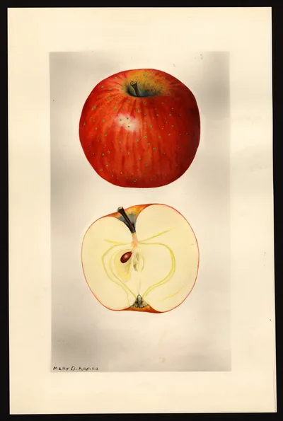 USDA watercolor illustration of Oliver