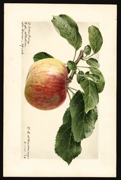 USDA watercolor illustration of Duchess of Oldenburg